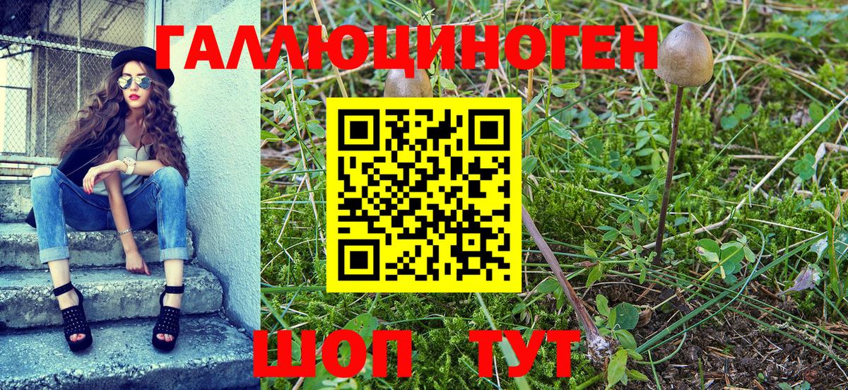 Кизилюрт  Галлюциногенные грибы Psilocybe  Вход с VPN 